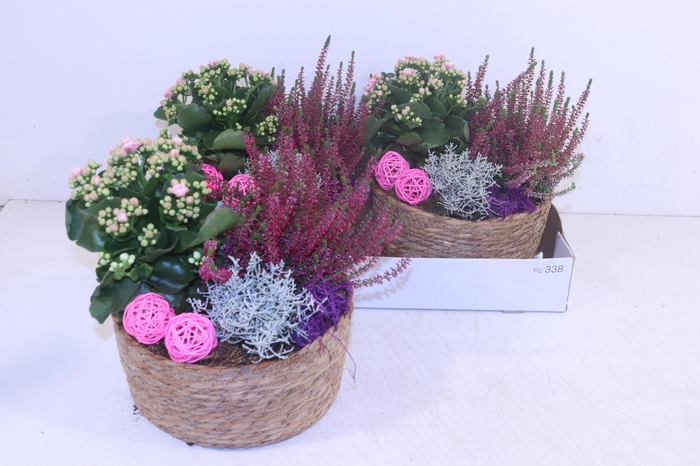 <h4>ARR TUINPLANTEN</h4>