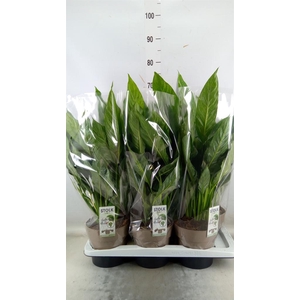 Spathiphyllum  'Diamond'