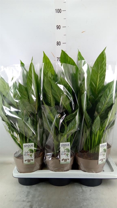 <h4>Spathiphyllum 'Diamond'</h4>