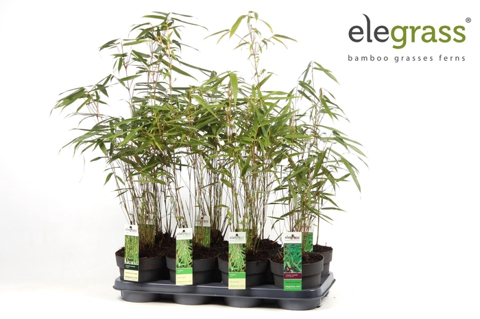 <h4>Fargesia murieliae</h4>