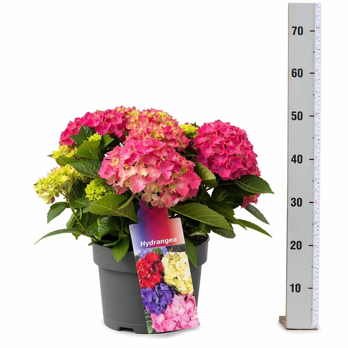 arr8 Hydr M Hi River