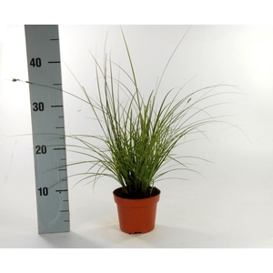 Carex Variegata