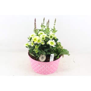 arr4 Outdoor PL - Zink ruit roze Los