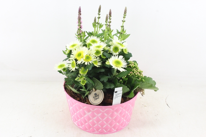 <h4>arr4 Outdoor PL - Zink ruit roze Los</h4>