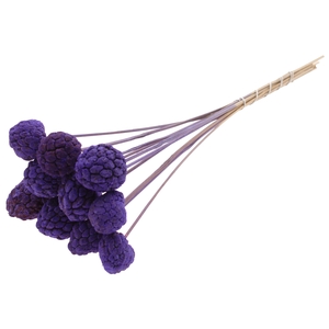 Atta Fruit on stem Intense Purple