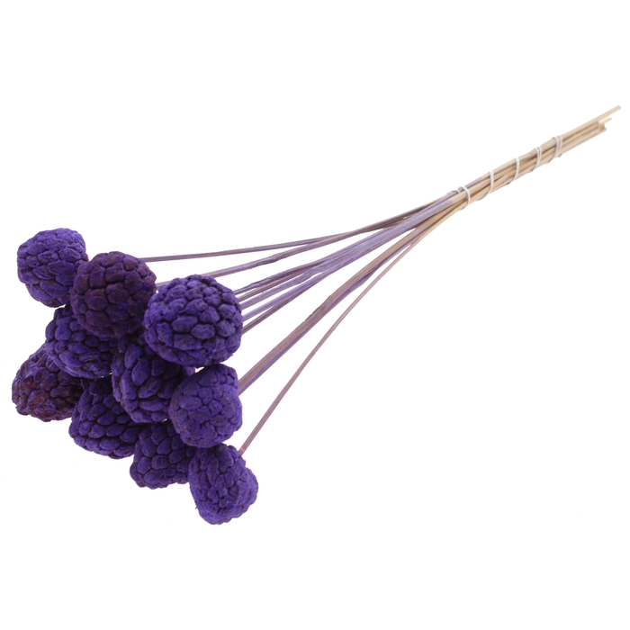 <h4>Atta Fruit on stem Intense Purple</h4>