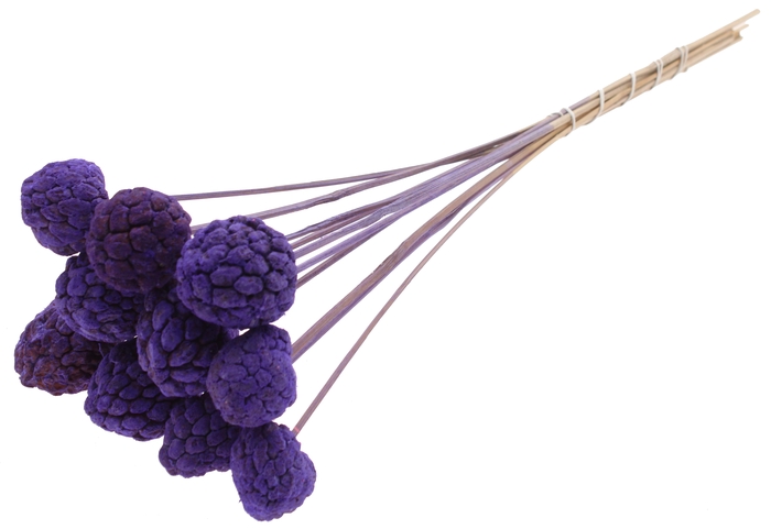 Atta Fruit on stem Intense Purple