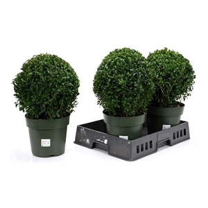 BUXU SEMPERVIRENS