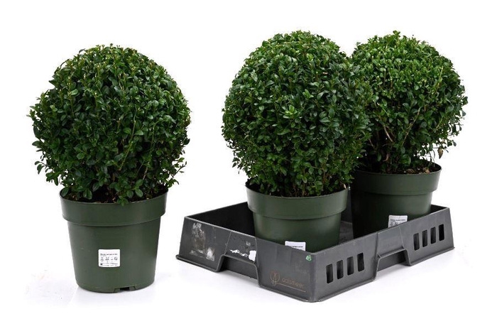 <h4>BUXU SEMPERVIRENS</h4>