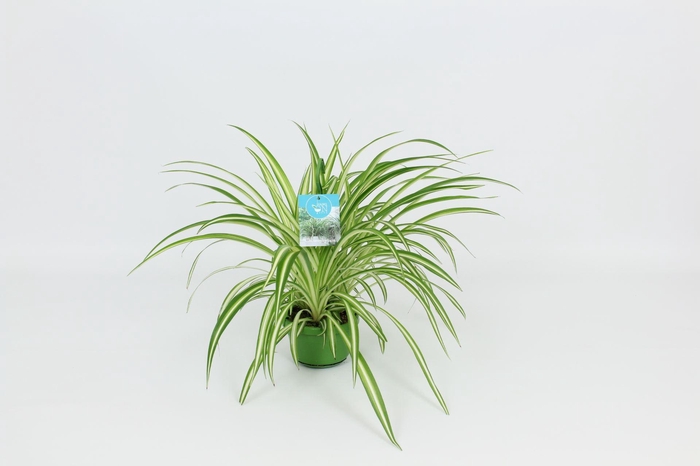 <h4>Chlorophytum Vittatum</h4>