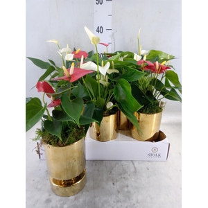 Anthurium andr.   ...mix  3