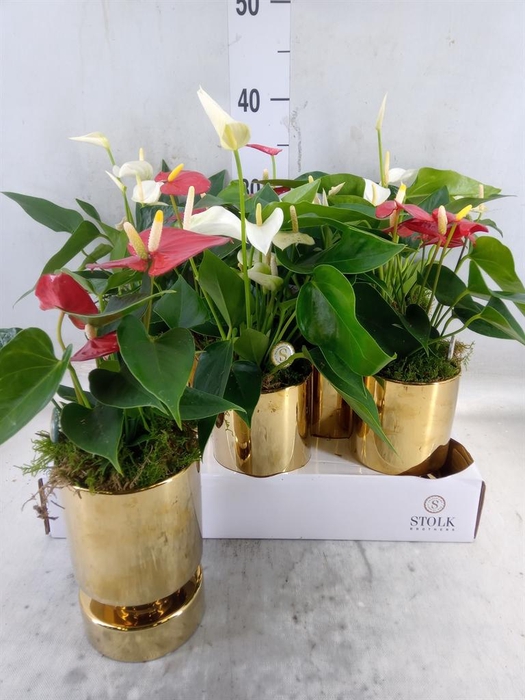 <h4>Anthurium andr.   ...mix  3</h4>
