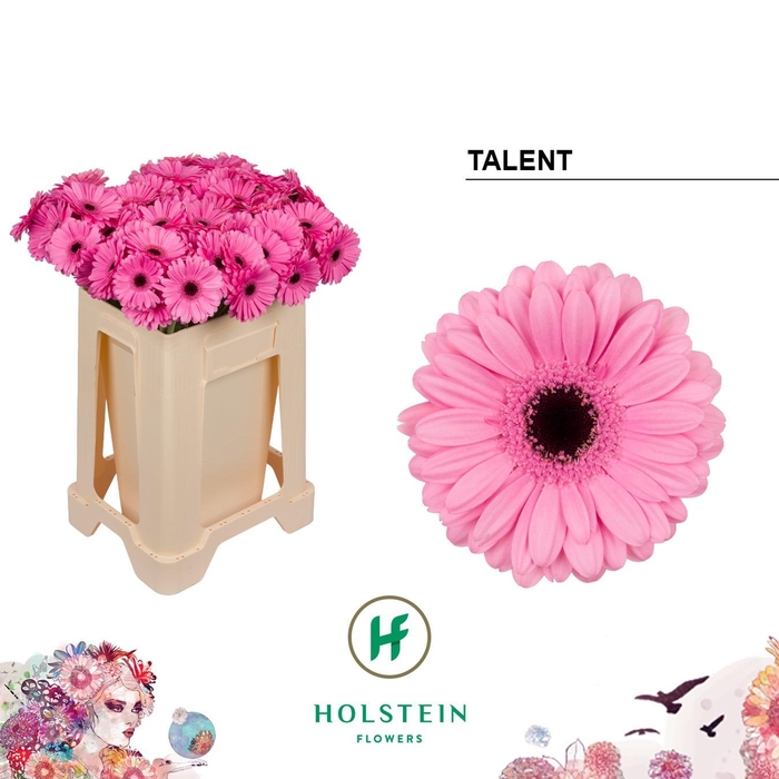 <h4>GE MI TALENT</h4>