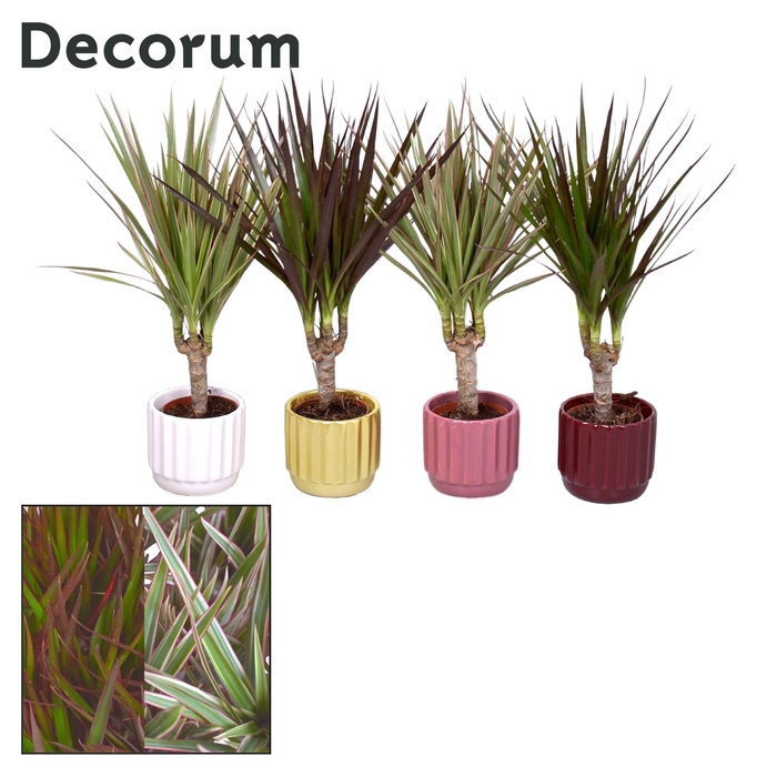 <h4>Collectie Rich Love - Dracaena mix in pot Liam</h4>