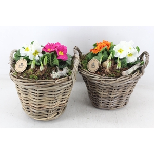 arr4 Primula PL - Kubumand hoog x2