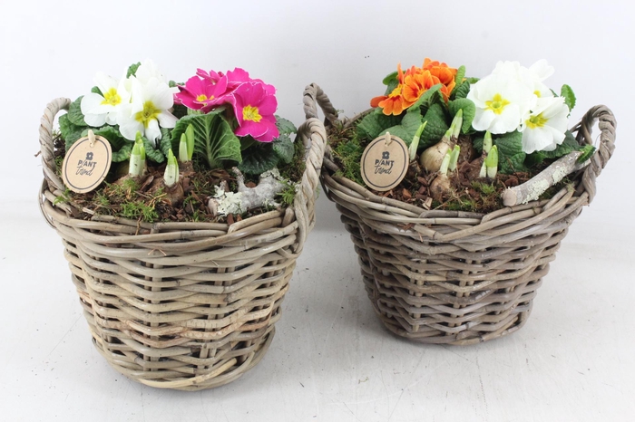 <h4>arr4 Primula PL - Kubumand hoog x2</h4>