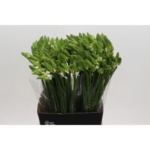 Ornithogalum Thyrsoides BIG WHITE
