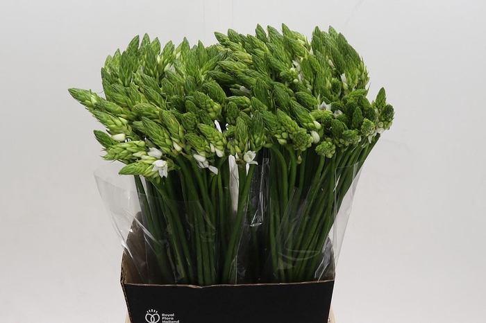 Ornithogalum Thyrsoides BIG WHITE