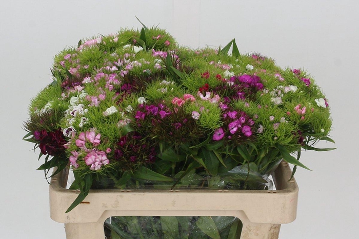 <h4>Dianthus Br Mix Rainbow</h4>