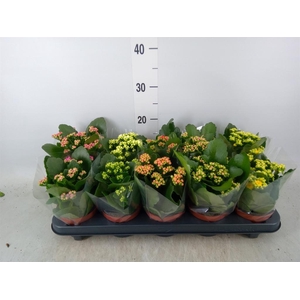 Kalanchoe blos.   ..rosebud mix  5