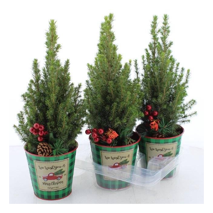 <h4>Picea glauca Perfecta 13Ø 47cm</h4>