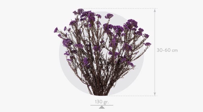 Helychrisum Diosmi Blue Lavender HDI/0610