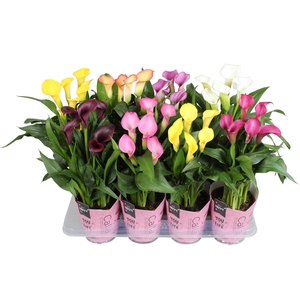 Zantedeschia gemengd Calla Vrouwendag mix met roze gift potcover