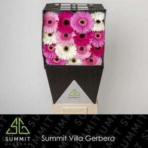 GE GR MIXED PINK