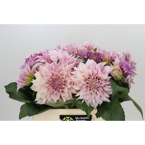 Dahlia Cafe Au Lait