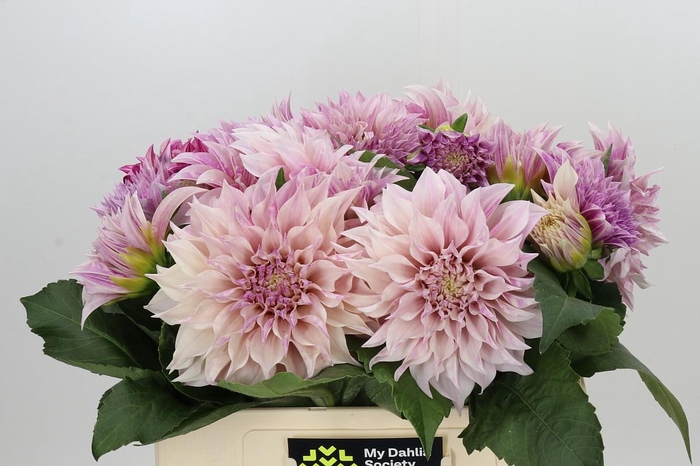 <h4>Dahlia Cafe Au Lait</h4>