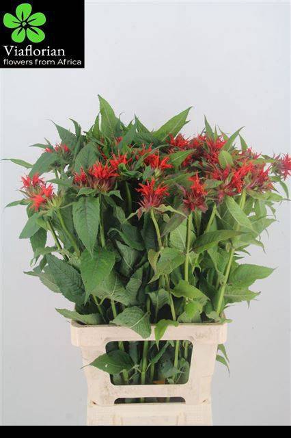 <h4>MONARDA RED FOUNTAIN</h4>