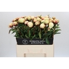 Paeonia Dr F.G. Brethour