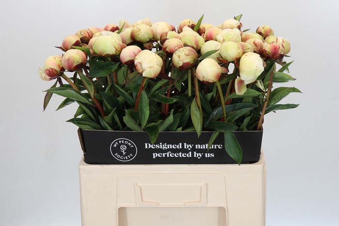Paeonia Dr F.G. Brethour