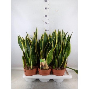 Sansevieria trifa. 'Laurentii'