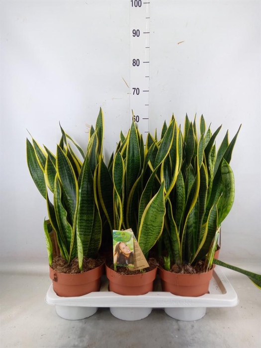 <h4>Sansevieria trifa. 'Laurentii'</h4>