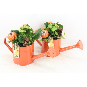 arr2 JS - Zink gieter oranje 338/6