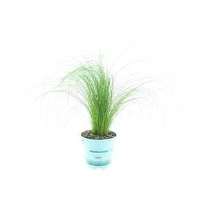 Stipa tenuissima 'ColGra Pony Tail'