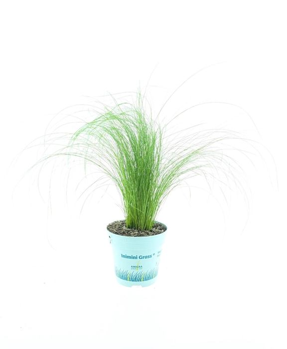 <h4>Stipa tenuissima 'ColGra Pony Tail'</h4>
