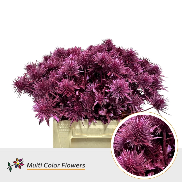 <h4>Eryngium Metallic Erica</h4>