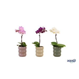 Liam Mix Tiny Dolls Mix 1T7+ Aqu@