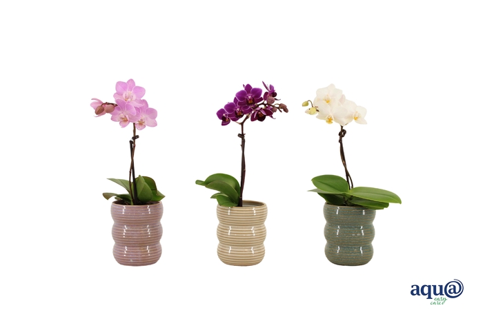 <h4>Liam Mix Tiny Dolls Mix 1T7+ Aqu@</h4>