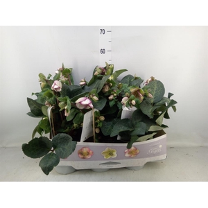 Helleborus  'Fkiss Glendas Gloss'