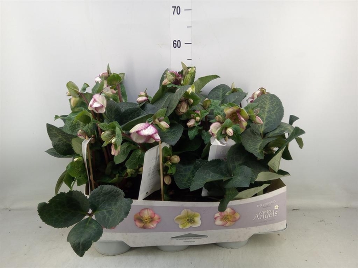<h4>Helleborus 'Fkiss Glendas Gloss'</h4>