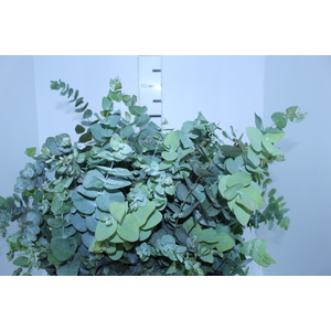 FOLHAGEM EUCAFLOR
