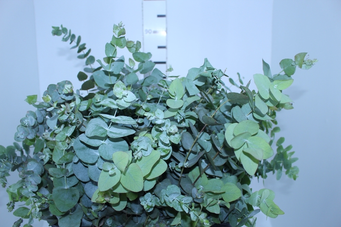FOLHAGEM EUCAFLOR