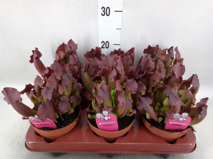 <h4>Sarracenia   ...</h4>