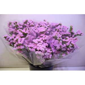 Lim S Rosel Su Birds X5