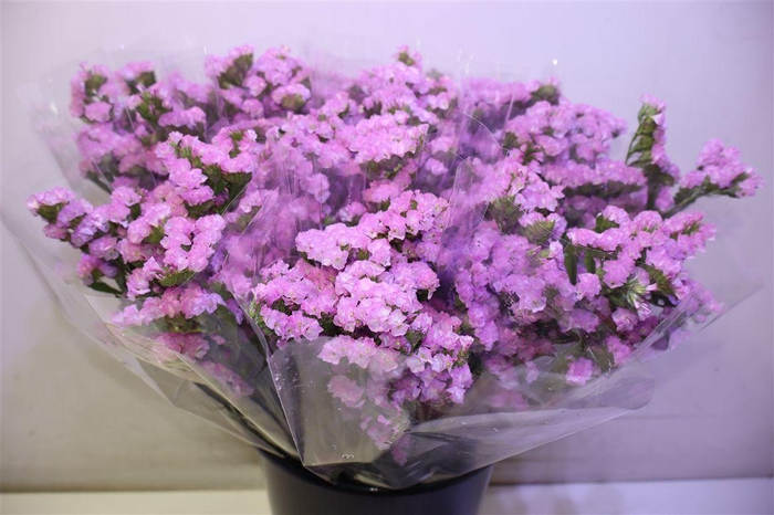 <h4>Lim S Rosel Su Birds X5</h4>