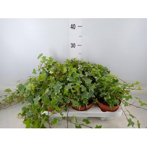 Hedera helix 'Eva'