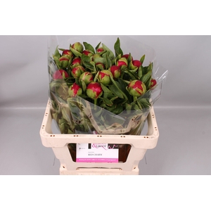 Paeonia Red Charm | Heavy Quality